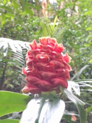 Costus montanus