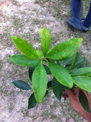 Ternstroemia tepezapote