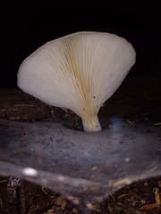 Pleurotus australis