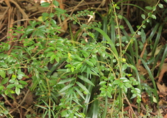 Geitonoplesium cymosum