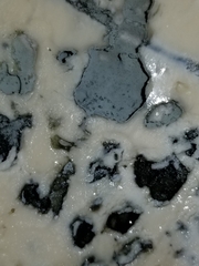 Penicillium roqueforti