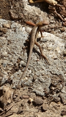 Sceloporus siniferus
