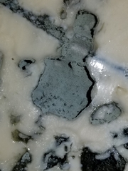 Penicillium roqueforti