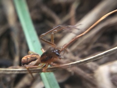 Pachygnatha autumnalis