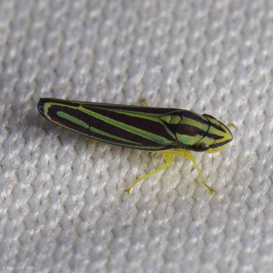 Graphocephala bivittata