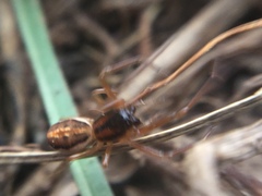 Pachygnatha autumnalis