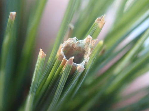 Pine Tube Moth photo 4