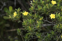Hibbertia pulchella