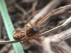 Pachygnatha autumnalis