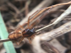 Pachygnatha autumnalis