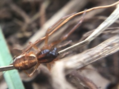 Pachygnatha autumnalis