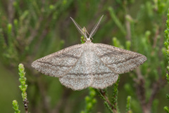 Perconia strigillaria