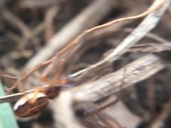 Pachygnatha autumnalis
