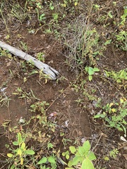 Orthetrum chrysostigma