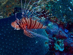 Pterois antennata