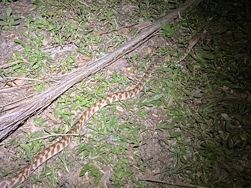 Brown Tree Snake sighting