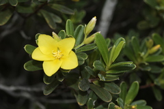 Hibbertia pulchella