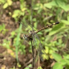 Paragomphus genei