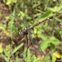 Paragomphus genei