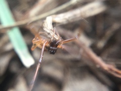 Pachygnatha autumnalis