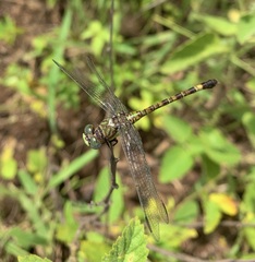 Paragomphus genei