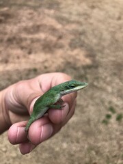 Anolis carolinensis
