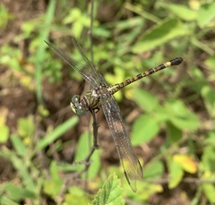 Paragomphus genei