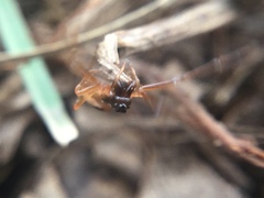 Pachygnatha autumnalis