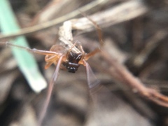 Pachygnatha autumnalis