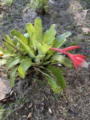 Aechmea lamarchei
