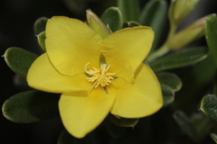Hibbertia pulchella