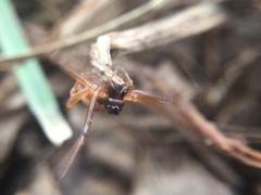 Pachygnatha autumnalis