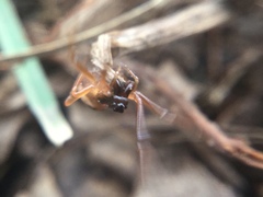 Pachygnatha autumnalis