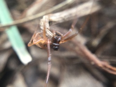 Pachygnatha autumnalis