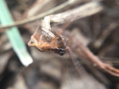 Pachygnatha autumnalis