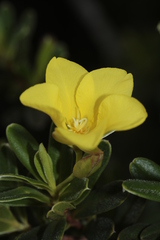 Hibbertia pulchella