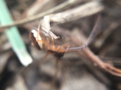 Pachygnatha autumnalis