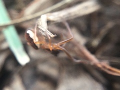 Pachygnatha autumnalis