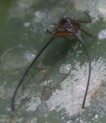 Macracantha
