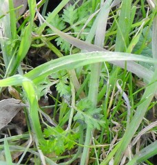 Anthriscus caucalis