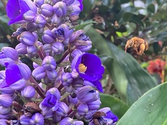 Amegilla bombiformis