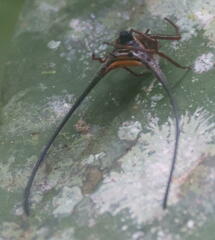 Macracantha