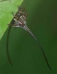 Macracantha