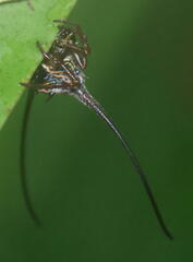 Macracantha