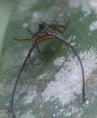 Macracantha