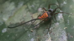 Macracantha