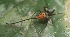 Macracantha