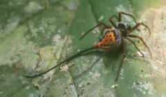 Macracantha