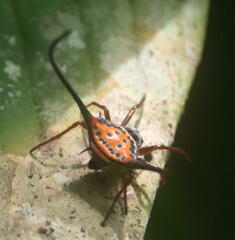 Macracantha