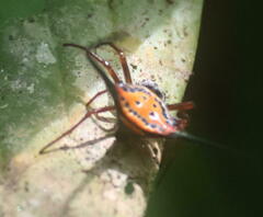 Macracantha